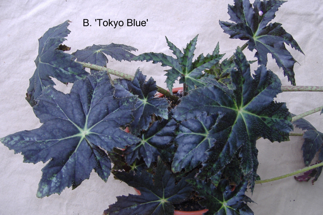 B. ‘Tokay Blue’